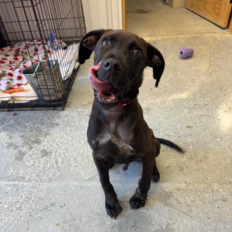A baby small-sized male Brown / Chocolate Chocolate Labrador Retriever dog named Colter for adoption in Blairsville, GA