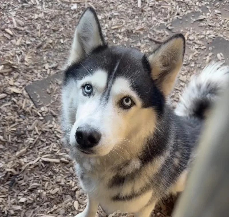 Oso