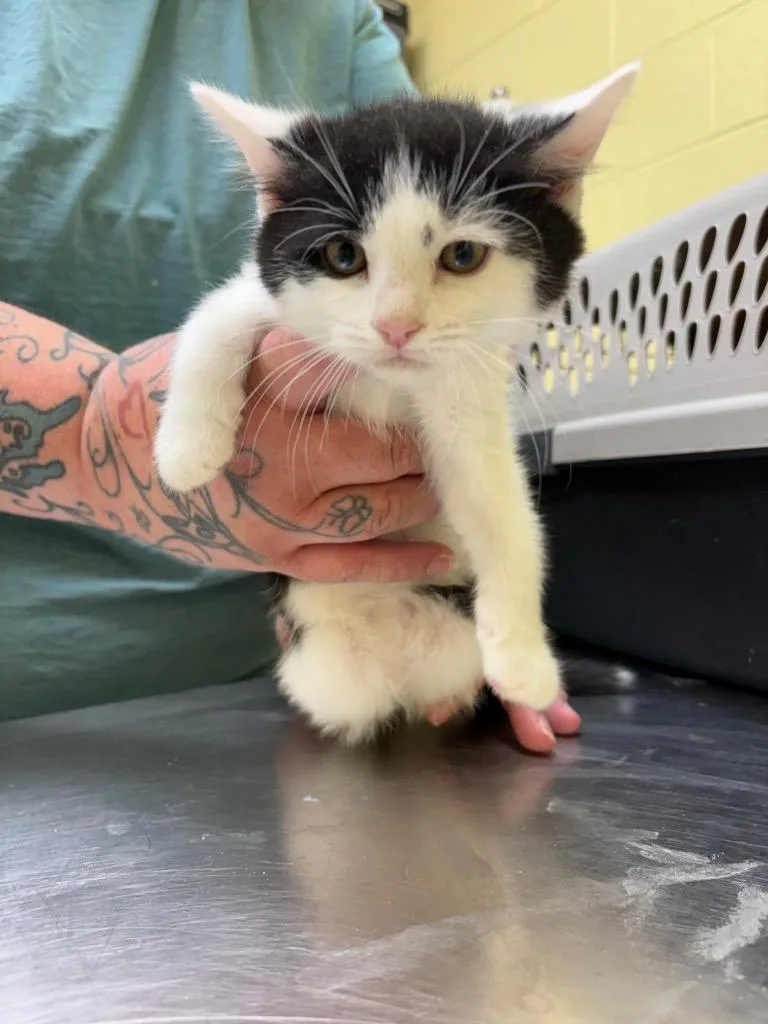A baby small-sized female Domestic Medium Hair cat named Rosie Bean for adoption in Crossville, TN