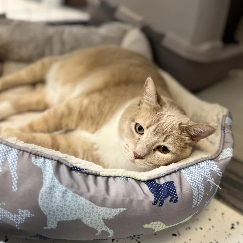 A senior extra large-sized female Domestic Short Hair cat named Lil' Bit for adoption in Portage, MI