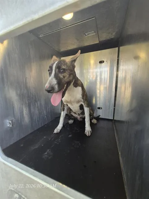 A young medium-sized male Terrier dog named A for adoption in San Antonio, TX
