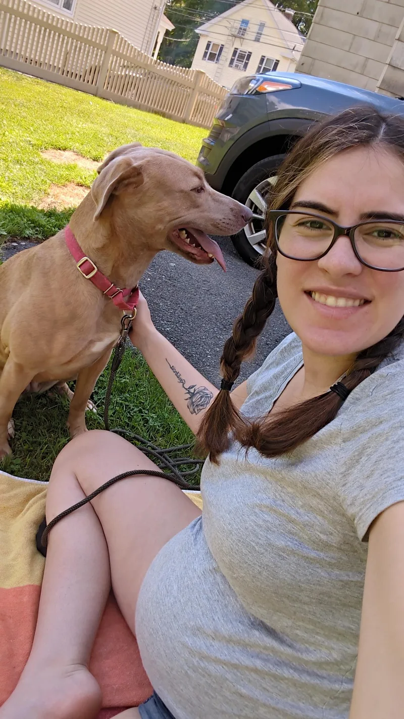 An adult medium-sized female Labrador Retriever dog named Sandy Local Pink for adoption in Andover, MA