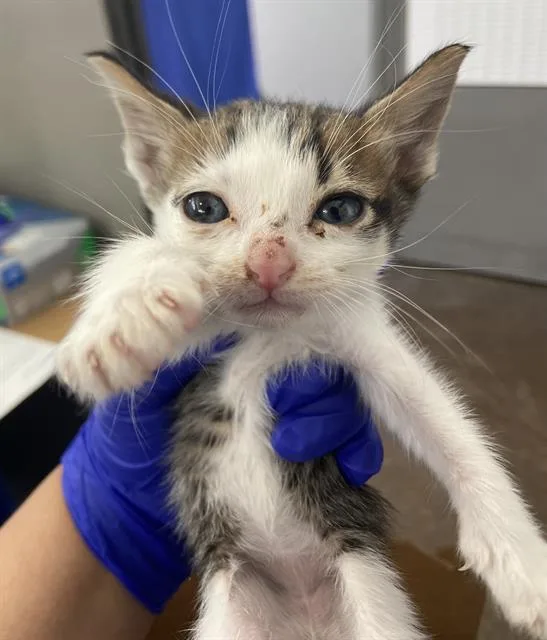 A baby medium-sized male Domestic Short Hair cat named Skylark for adoption in Dallas, TX