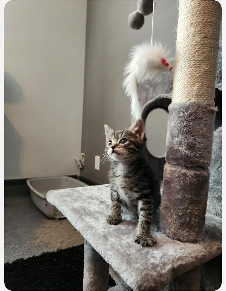 A baby medium-sized male Domestic Short Hair cat named Wally for adoption in Salt Lake City, UT