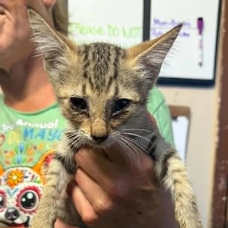 A baby small-sized female Domestic Short Hair cat named Jackie for adoption in Stephenville, TX