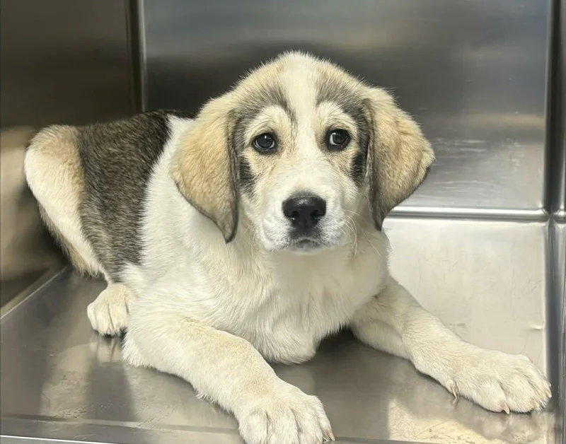 A baby large-sized male White / Cream Great Pyrenees dog named Safe Play for adoption in Newport, TN