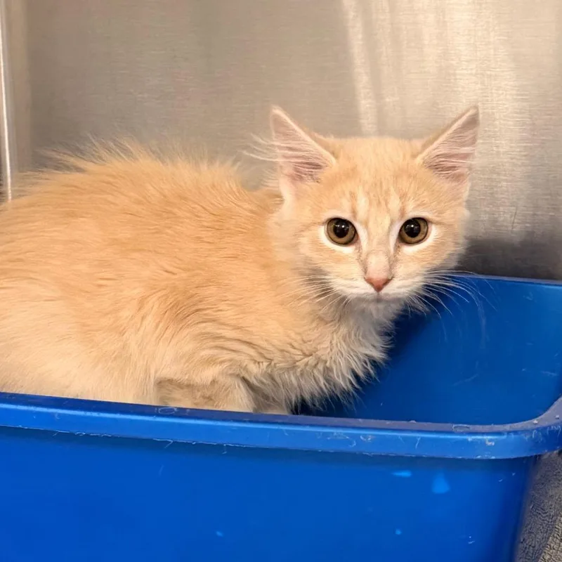 A baby small-sized male Buff / Tan / Fawn Domestic Medium Hair cat named Sun for adoption in Indianapolis, IN