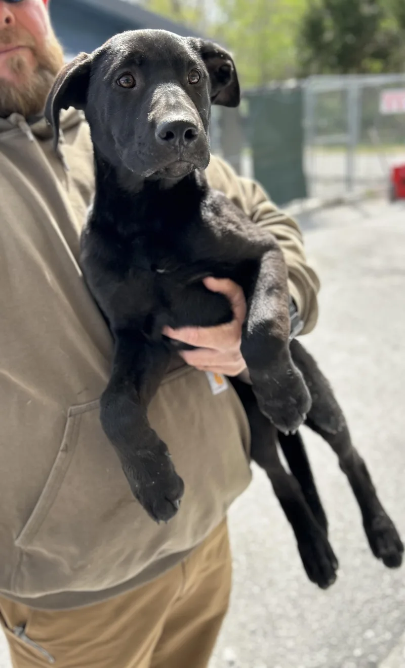 A baby medium-sized female Black German Shepherd Dog dog named Dawn for adoption in Manchester, TN