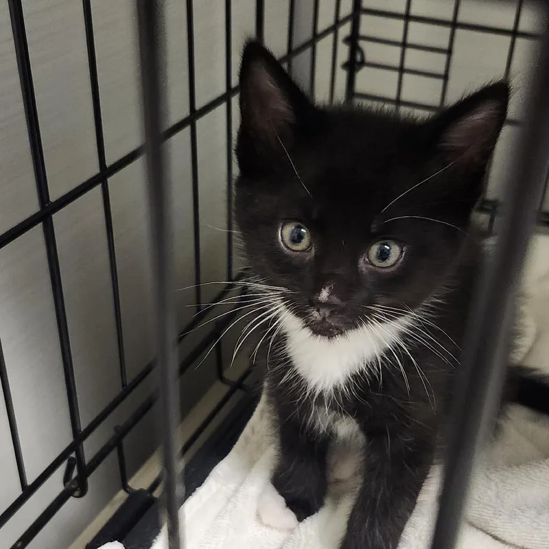 A baby small-sized male Black Domestic Short Hair cat named Braeburn for adoption in Novelty, OH