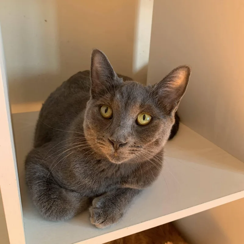 A young medium-sized female Gray / Blue / Silver Domestic Short Hair cat named Ava for adoption in Buffalo, NY