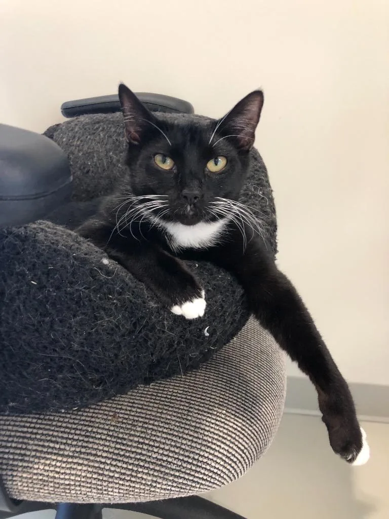 An adult small-sized male Domestic Short Hair cat named Oreo for adoption in Dalton, GA
