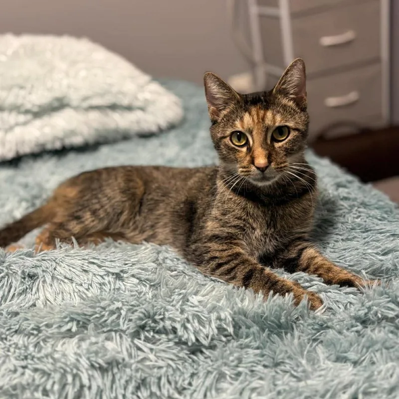 A young medium-sized female Torbie Domestic Short Hair cat named Confetti for adoption in Jarrettsville, MD