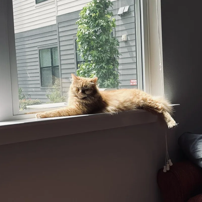 An adult medium-sized female Domestic Long Hair cat named Pumpkin for adoption in Houston, TX