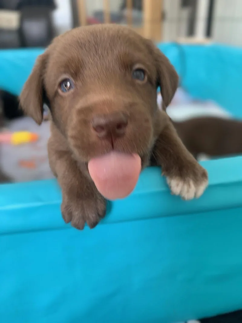A baby medium-sized male Labrador Retriever dog named Marvin for adoption in Springville, NY