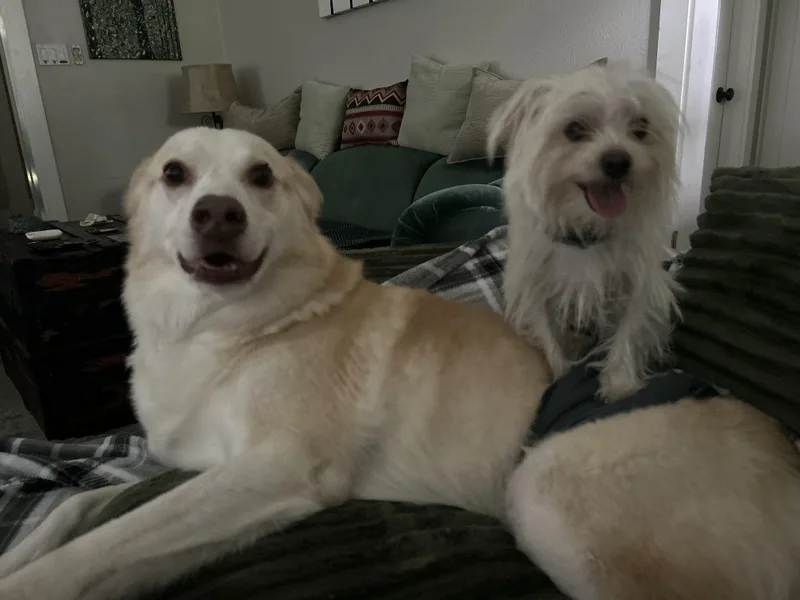 A young small-sized male White / Cream Chihuahua dog named Benji for adoption in Houston, TX