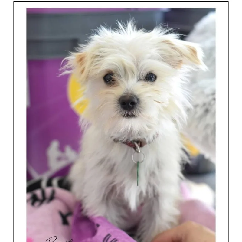 Benji thumbnail 3