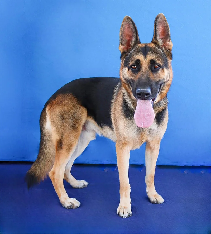 An adult medium-sized male German Shepherd Dog named Max for adoption in Pasadena, CA