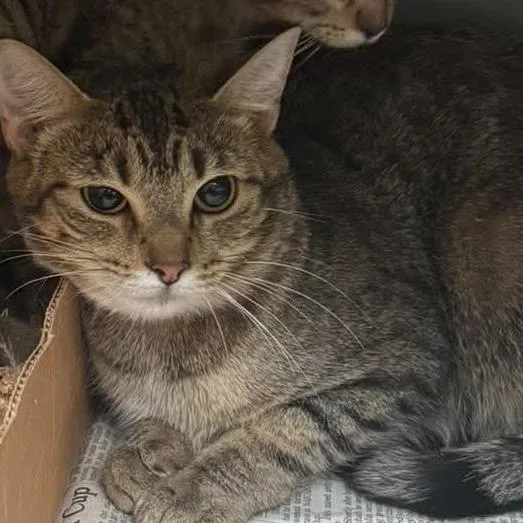 A young medium-sized female Brown / Chocolate Domestic Short Hair cat named Peach for adoption in Shinnston, WV