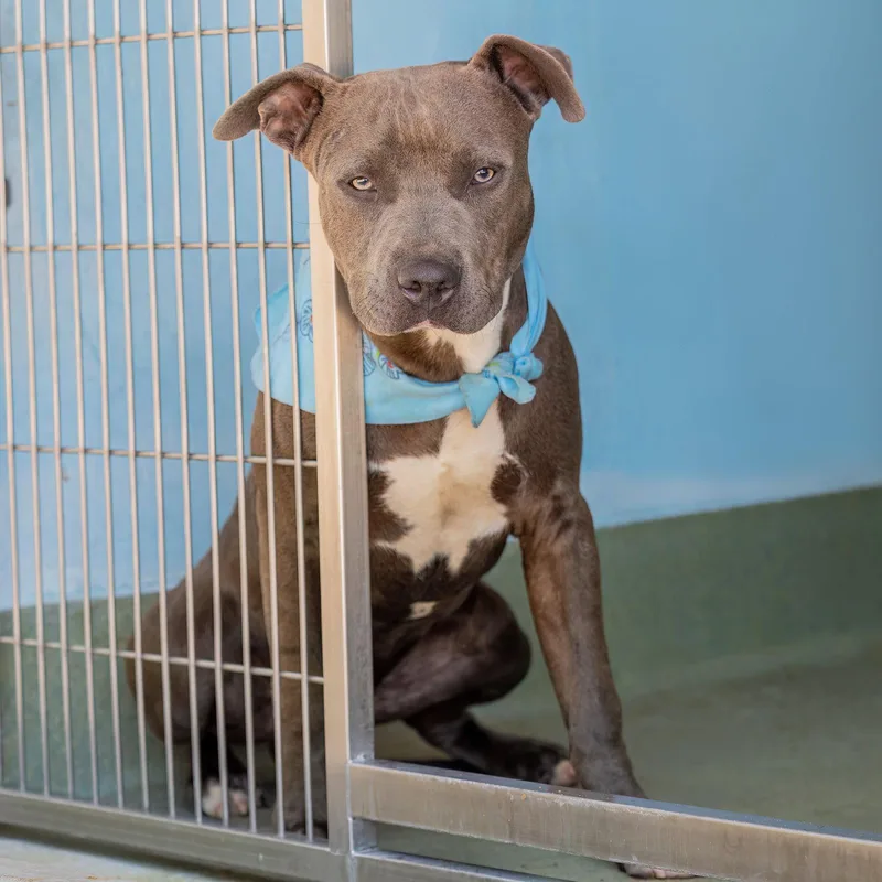 A young medium-sized male Pit Bull Terrier dog named Arnold for adoption in Pasadena, CA