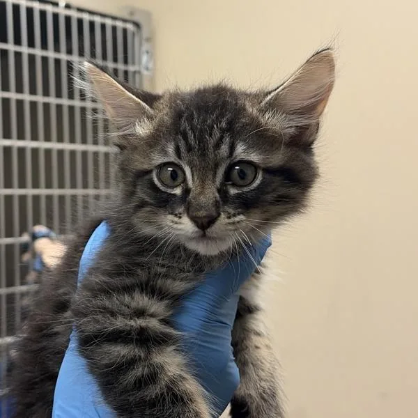 A baby small-sized male Domestic Short Hair cat named Jeremy for adoption in Walnut Creek, CA