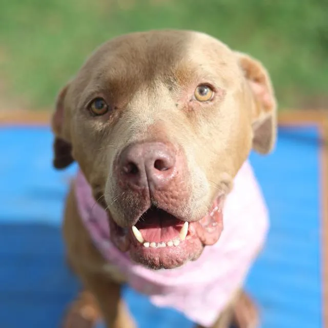 An adult medium-sized female American Staffordshire Terrier dog named Milly for adoption in San Antonio, TX