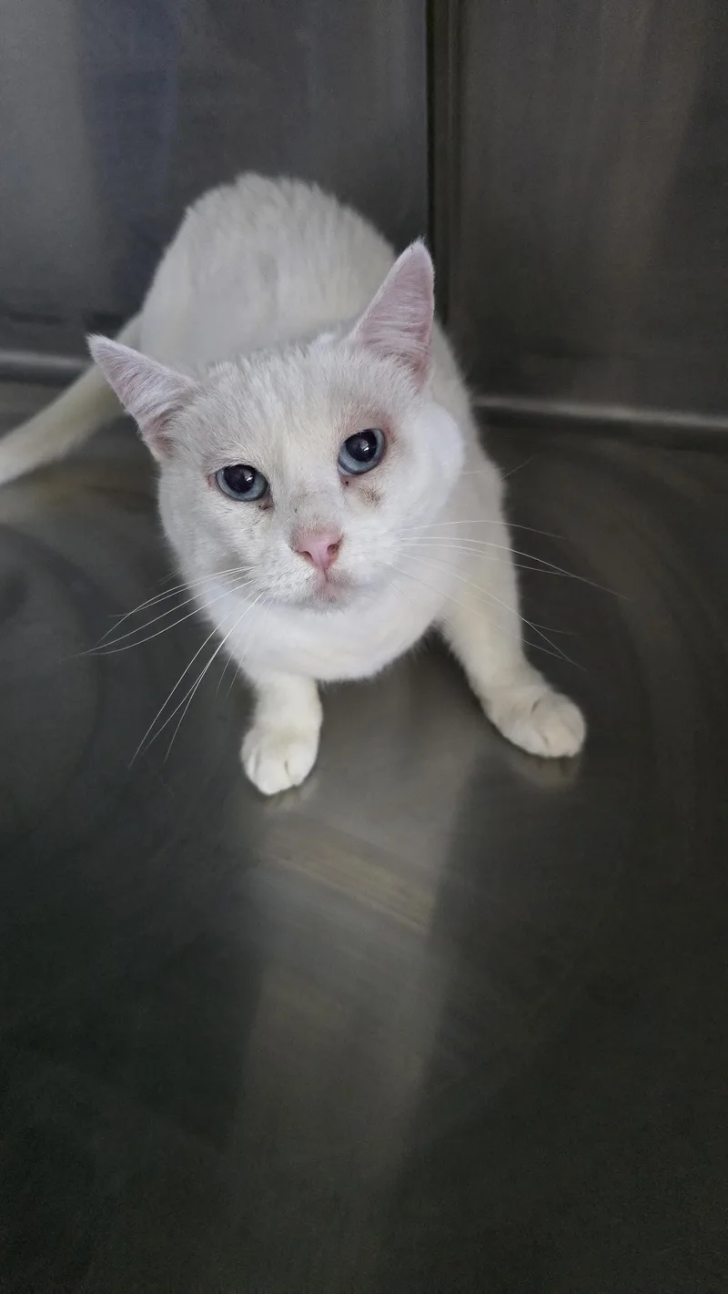 Nova Aurora thumbnail 2