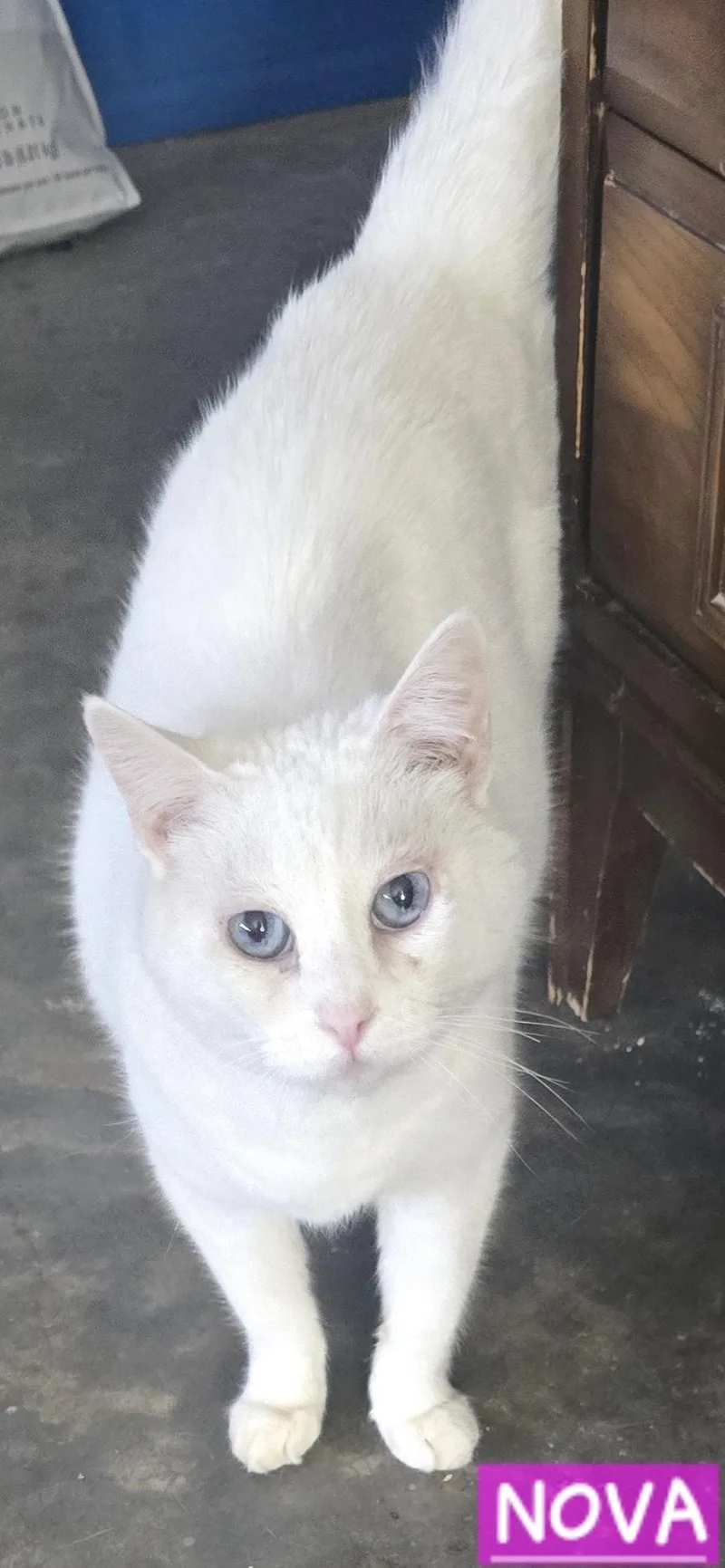 Nova Aurora thumbnail 3