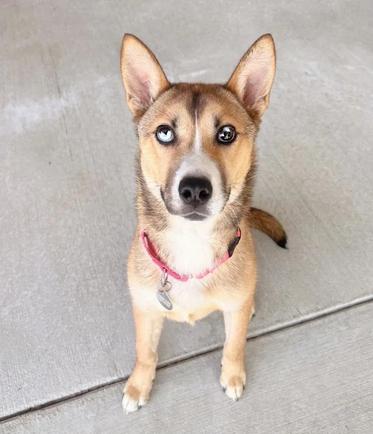 A young medium-sized female Yellow / Tan / Blond / Fawn Husky dog named Leila for adoption in Pontiac, MI