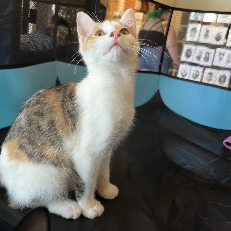 Carmel Corn thumbnail 2