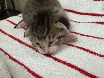 A baby small-sized male Domestic Short Hair cat named Stormy for adoption in Honolulu, HI