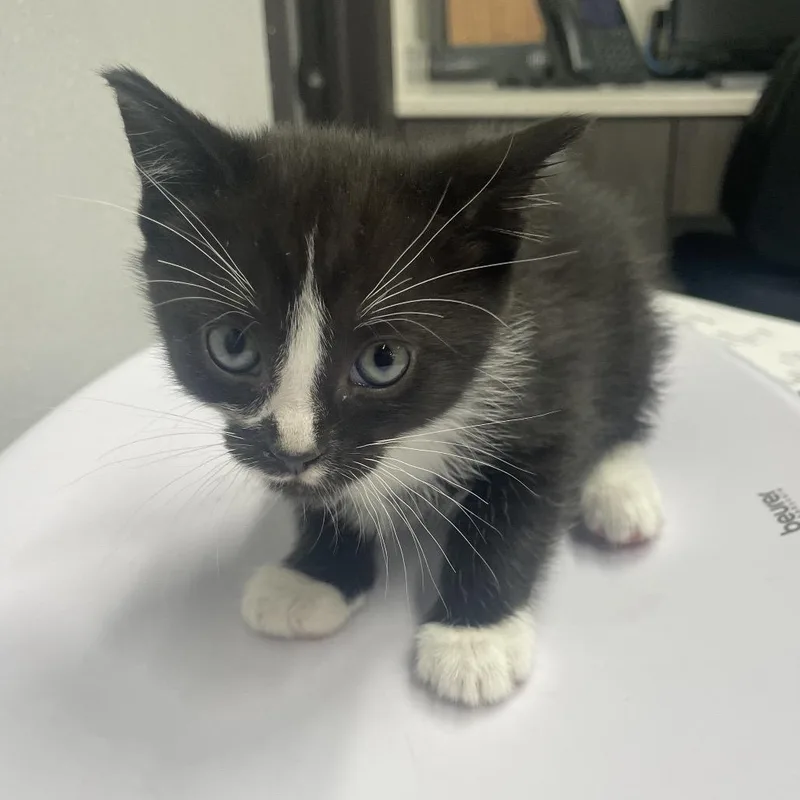 A baby small-sized male Black Domestic Short Hair cat named Stefan for adoption in Tampa, FL