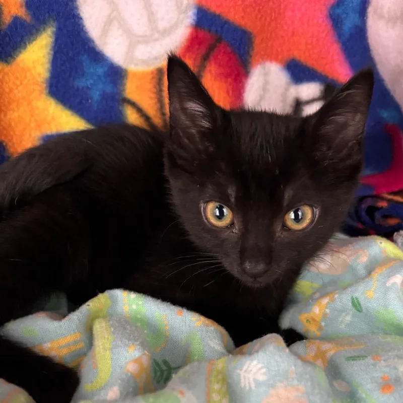 A baby small-sized female Black Domestic Short Hair cat named Pastrami for adoption in Hawthorne, CA
