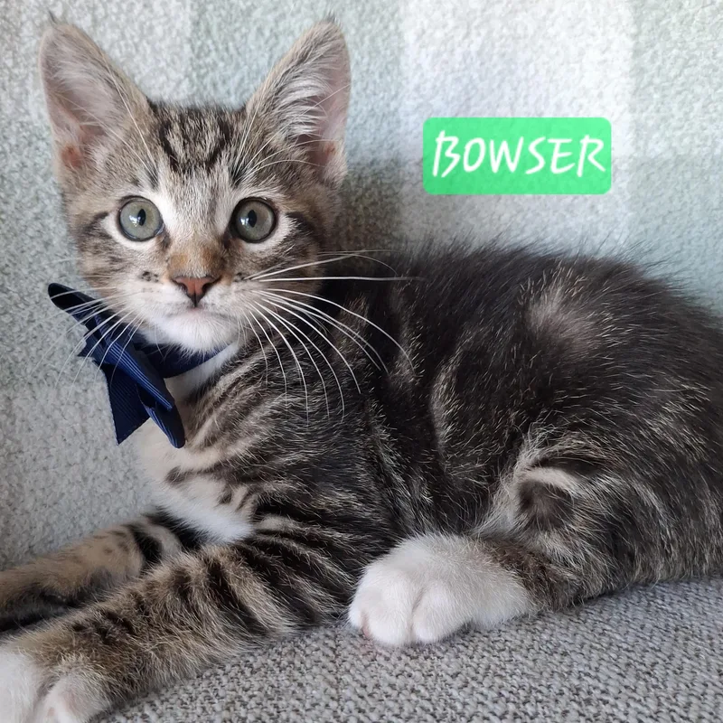 Bowser thumbnail 4