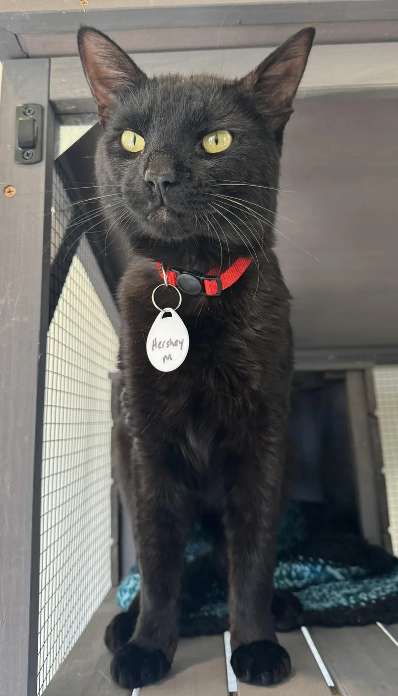 An adult medium-sized male Black Bombay cat named Handsome Hershey  Ccc for adoption in San Luis Obispo, CA
