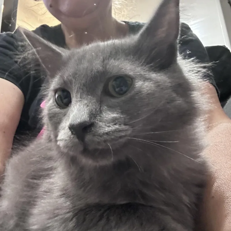 A young small-sized male Gray / Blue / Silver Domestic Long Hair cat named Sapporo for adoption in Rochester, MN