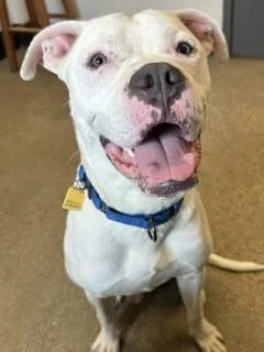 A young large-sized male Pit Bull Terrier dog named Gaston for adoption in Cleveland, OH