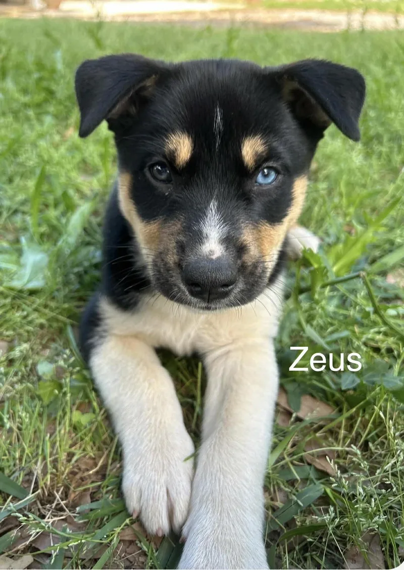 Zeus