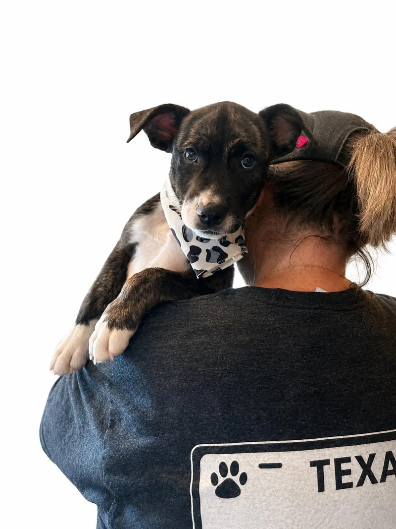 A baby large-sized female Terrier dog named Bixii Lonestar for adoption in Rockaway, NJ