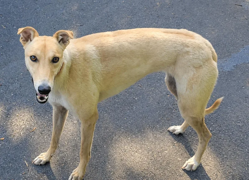A young large-sized female Red / Chestnut / Orange Greyhound dog named Here For You for adoption in Allentown, PA
