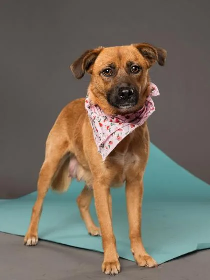 An adult large-sized female Mixed Breed dog named Lady Liberty for adoption in Atlanta, GA