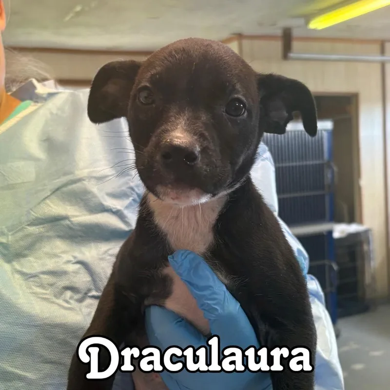 A baby medium-sized female Cattle Dog dog named Draculaura for adoption in Hillsboro, OH