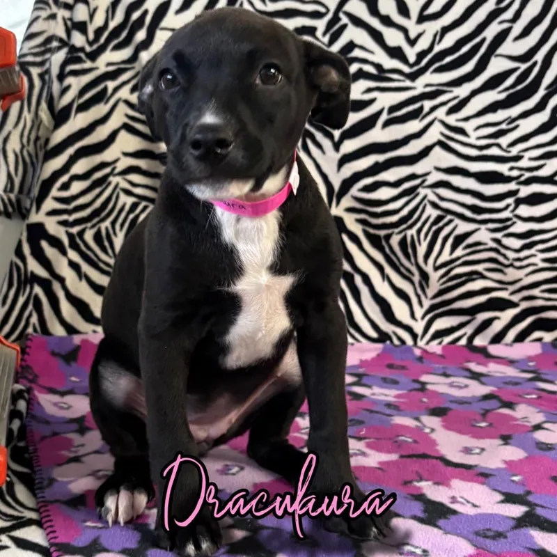 Draculaura thumbnail 2