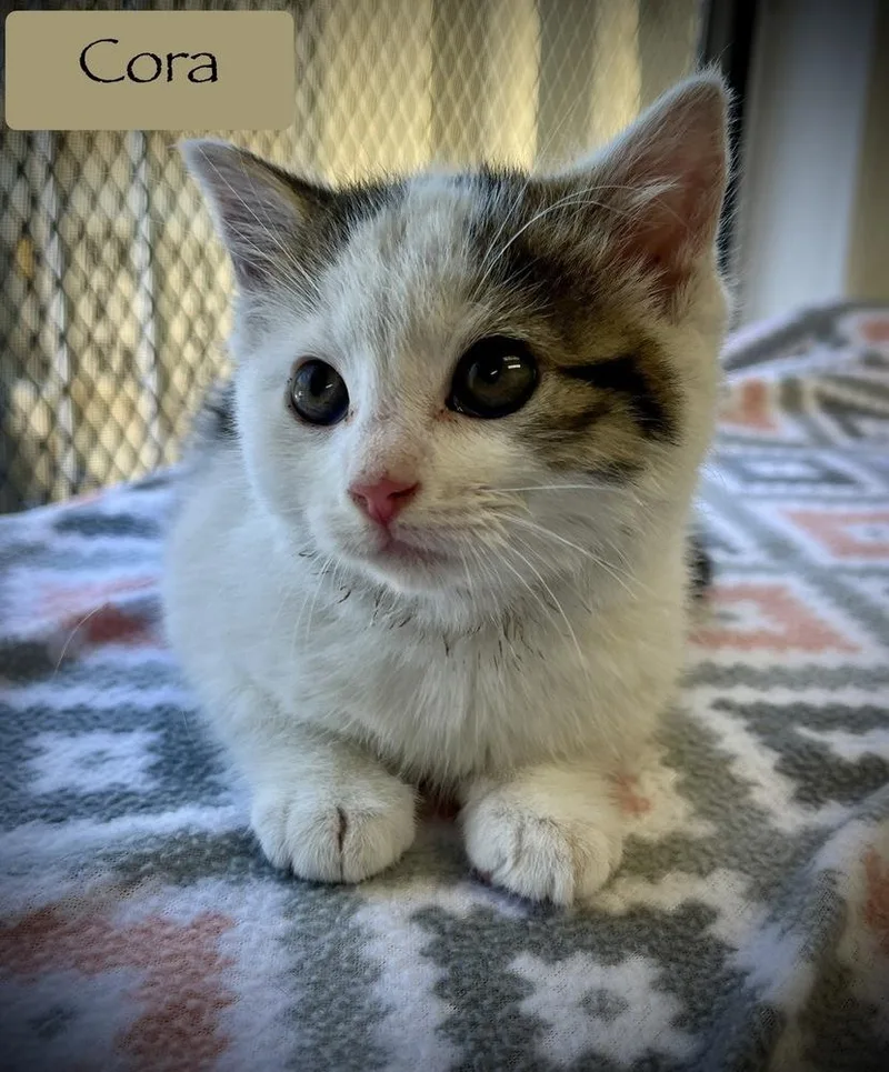 A baby small-sized female Black & White / Tuxedo Domestic Short Hair cat named Cora for adoption in Chalfont, PA