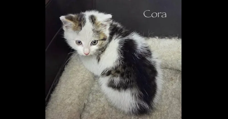 Cora thumbnail 3