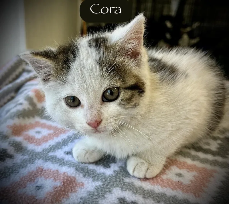 Cora thumbnail 4