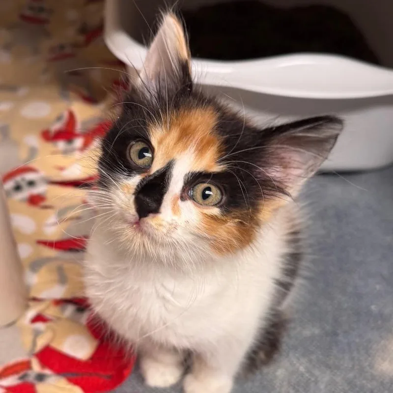 A baby small-sized female Calico Domestic Medium Hair cat named Marble for adoption in San Antonio, TX