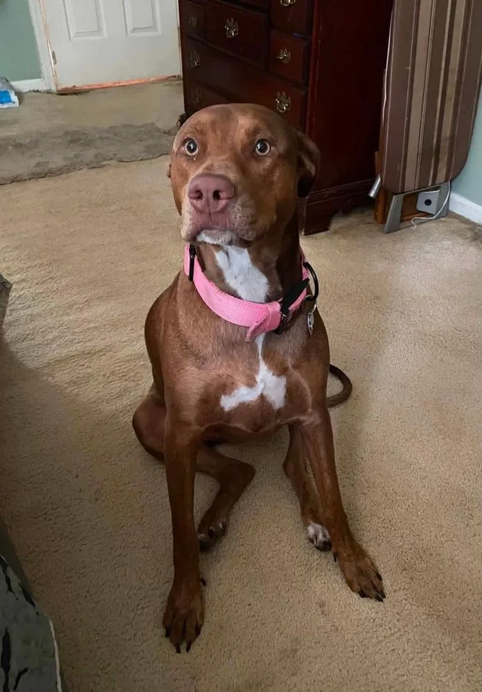 An adult large-sized female Tricolor (Brown, Black, & White) Doberman Pinscher dog named Athena for adoption in Wenonah, NJ