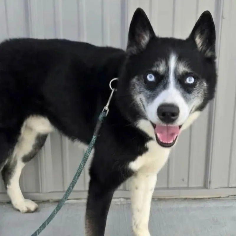An adult medium-sized male Husky dog named Glacier for adoption in Minooka, IL