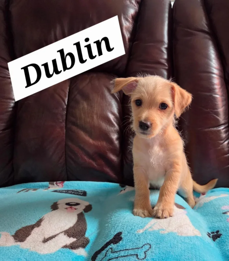 Dublin