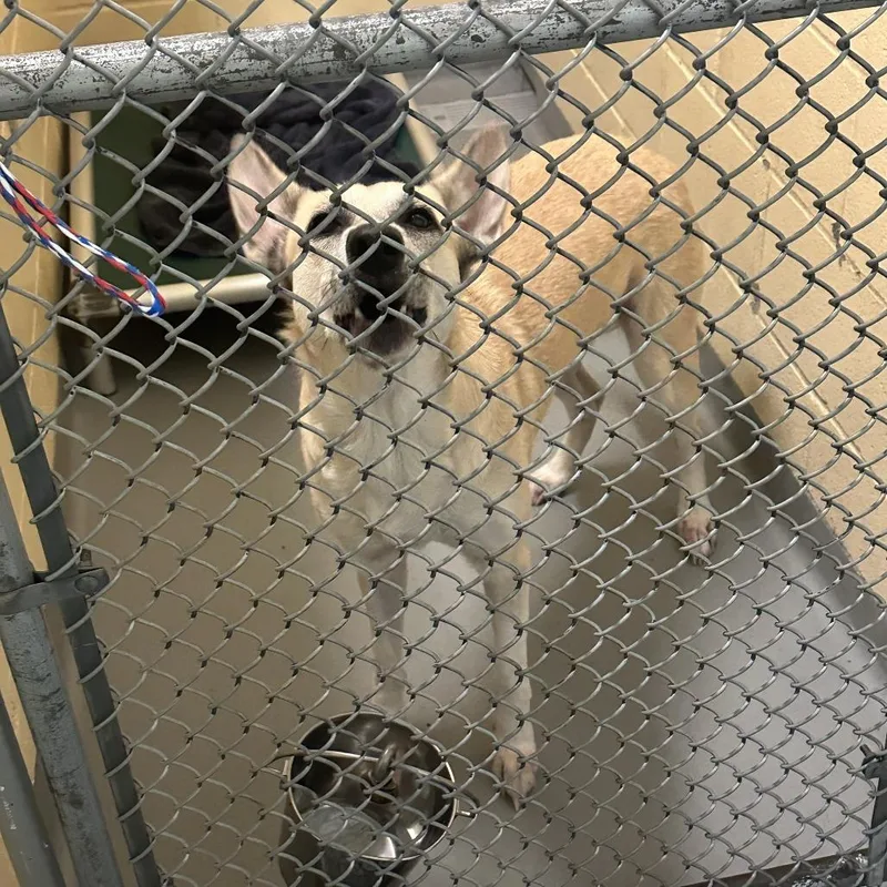 An adult medium-sized female Yellow / Tan / Blond / Fawn Mixed Breed dog named River for adoption in Tacoma, WA